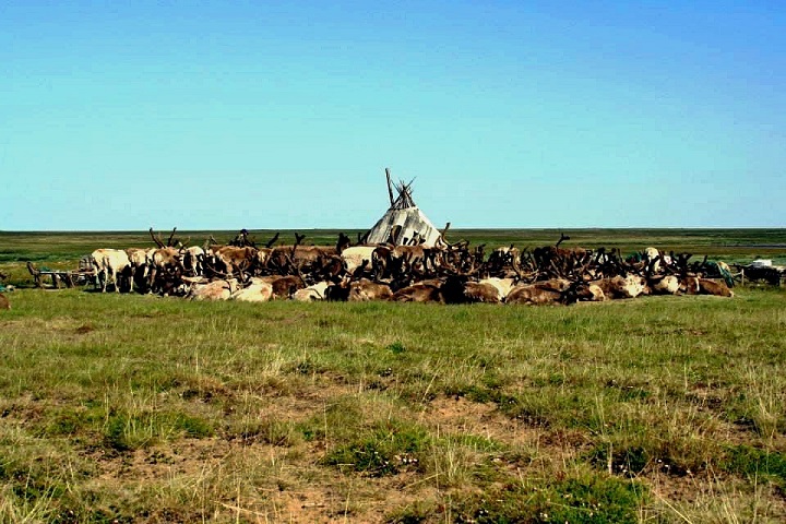Олени2 в.jpg Олени2 в.jpg